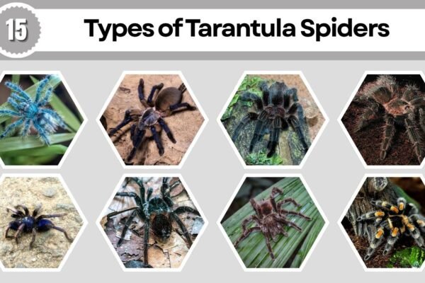 15 Types of Tarantula Spiders: Identification with pictures