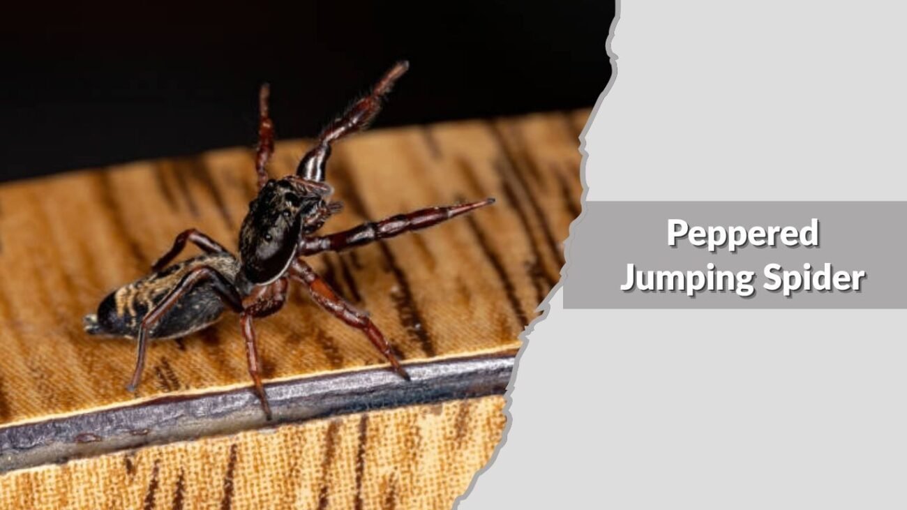 Peppered Jumping Spider
