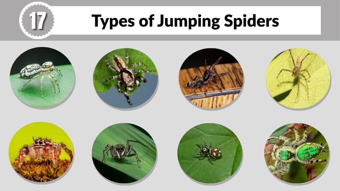 17 Types of Jumping Spiders: Names, Features, and Facts