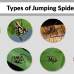 17 Types of Jumping Spiders: Names, Features, and Facts