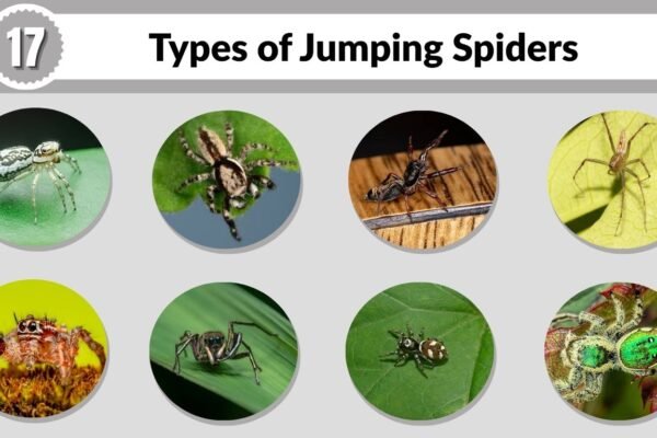 17 Types of Jumping Spiders: Names, Features, and Facts