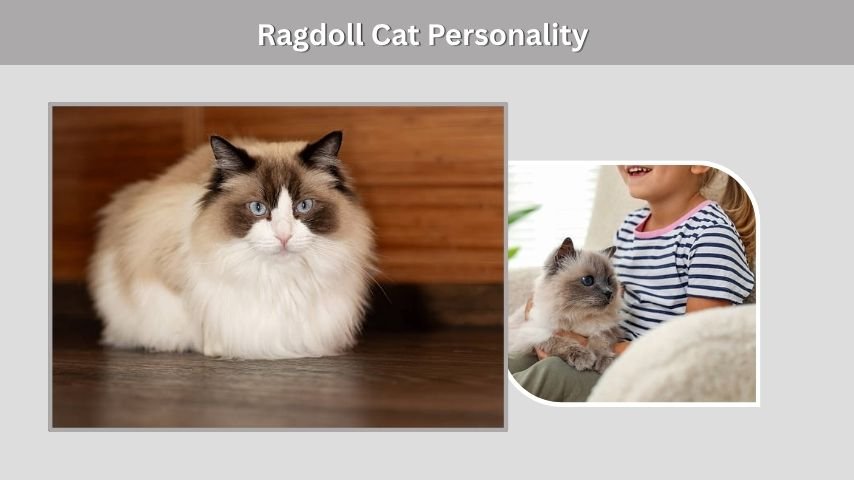 Ragdoll Cat Personality