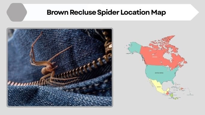 Brown Recluse Spider Location Map