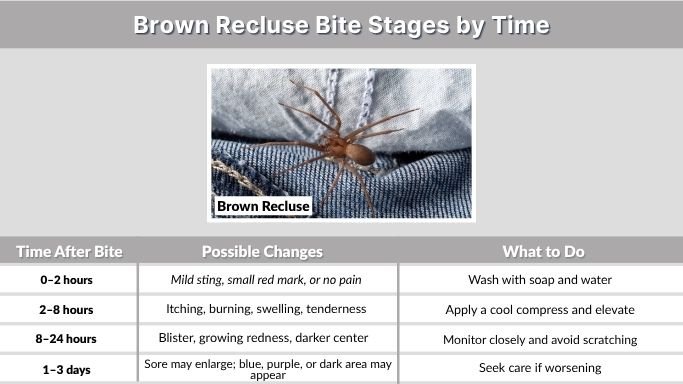 Brown Recluse Bite Stages by Time
