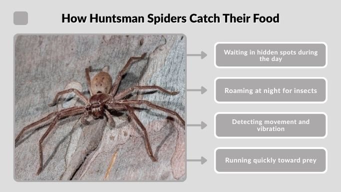 How Huntsman Spiders Catch Their Food