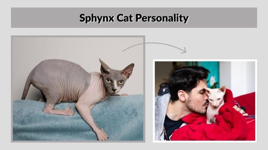 Sphynx Cat Personality