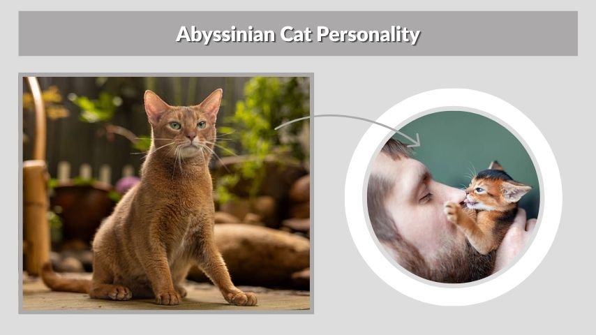 Abyssinian Cat Personality