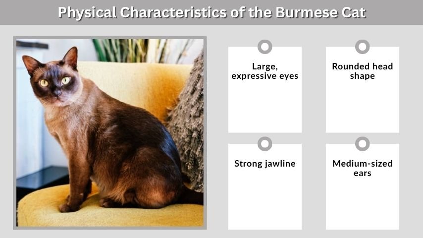 Physical Characteristics of the Burmese Cat