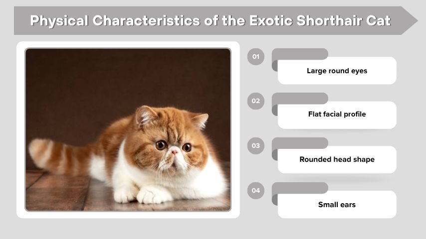 Physical Characteristics of the Exotic Shorthair Cat