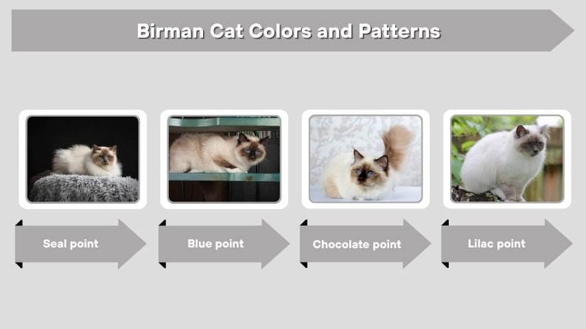 Birman Cat Colors and Patterns