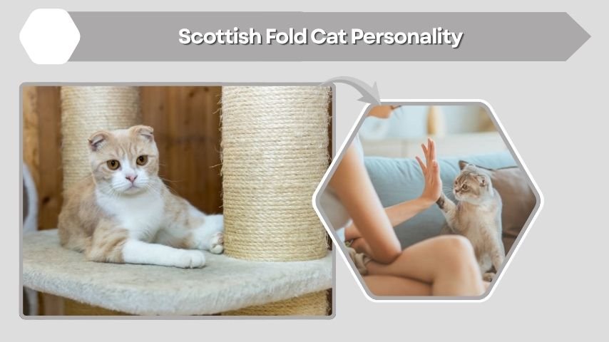 Scottish Fold Cat Personality