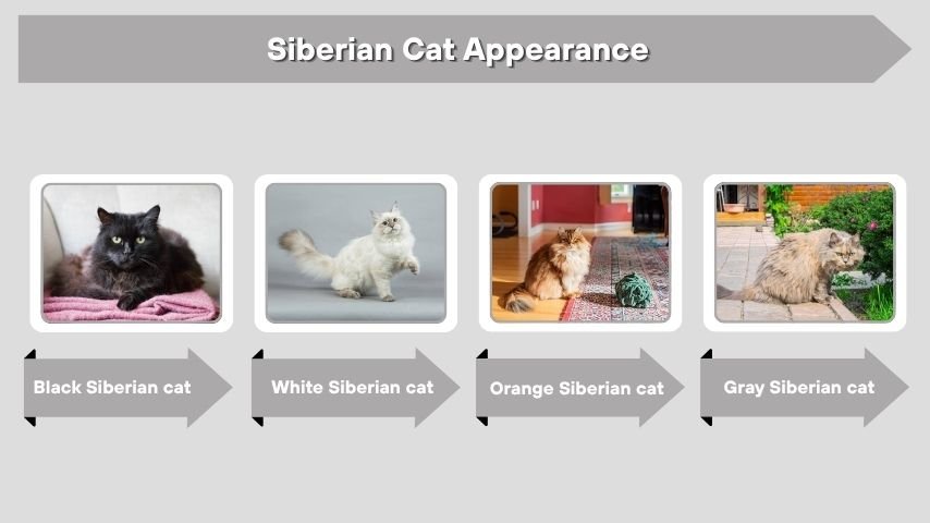Siberian Cat Appearance