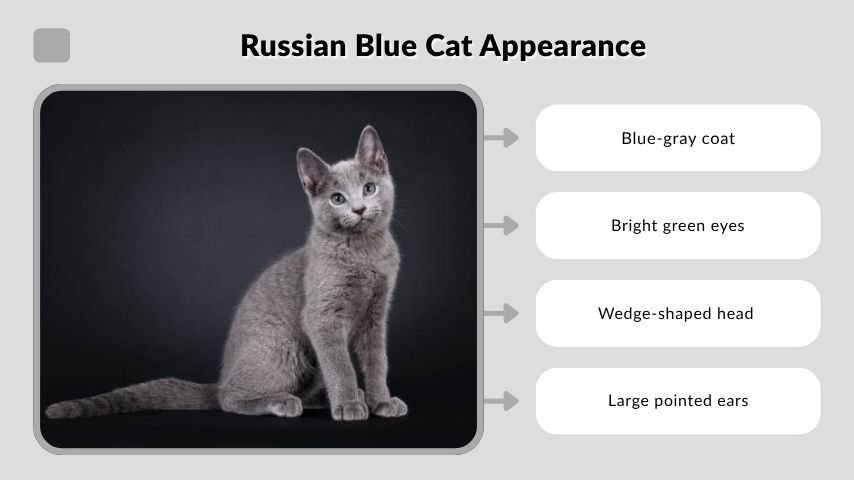 Russian Blue Cat Appearance