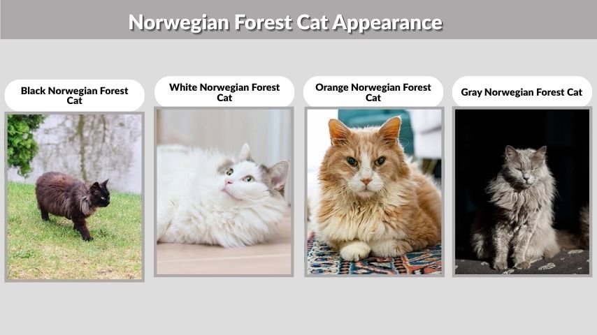 Norwegian Forest Cat Appearance