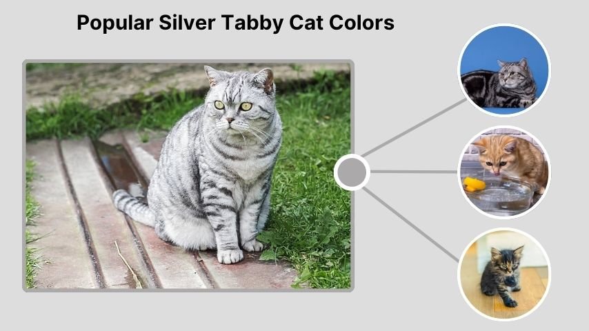 Popular Silver Tabby Cat Colors