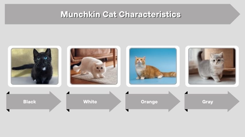 Munchkin Cat Characteristics