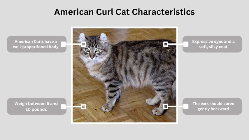 American Curl Cat Characteristics