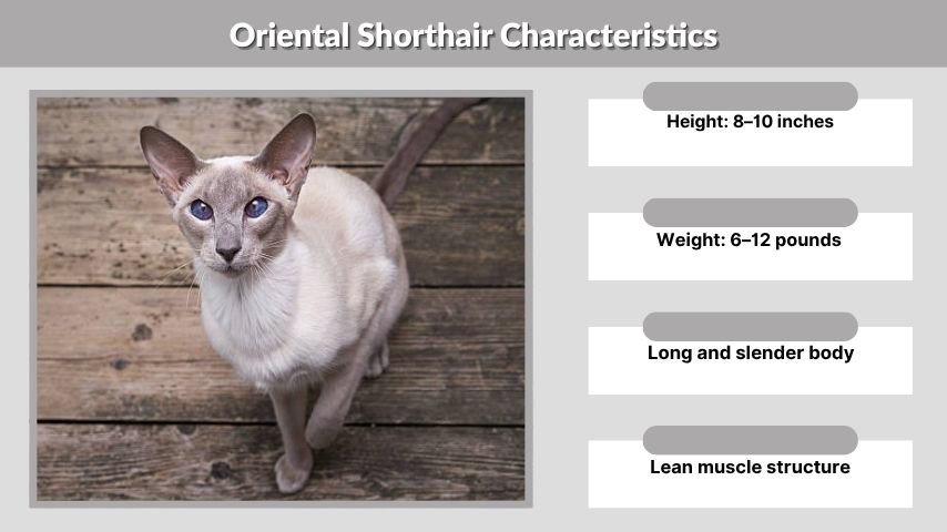 Oriental Shorthair Characteristics