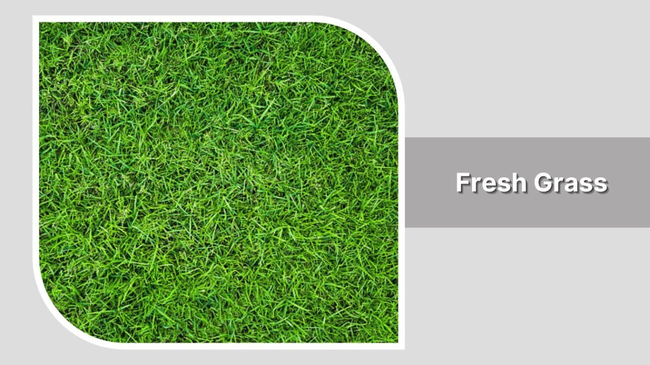 Fresh Grass