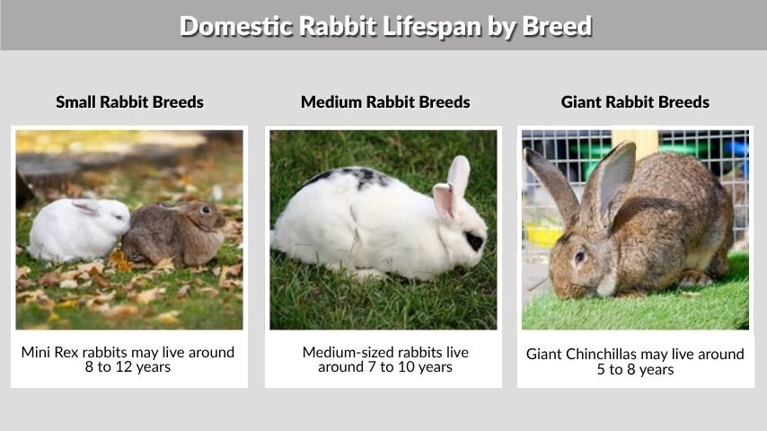 Domestic Rabbit Lifespan by Breed