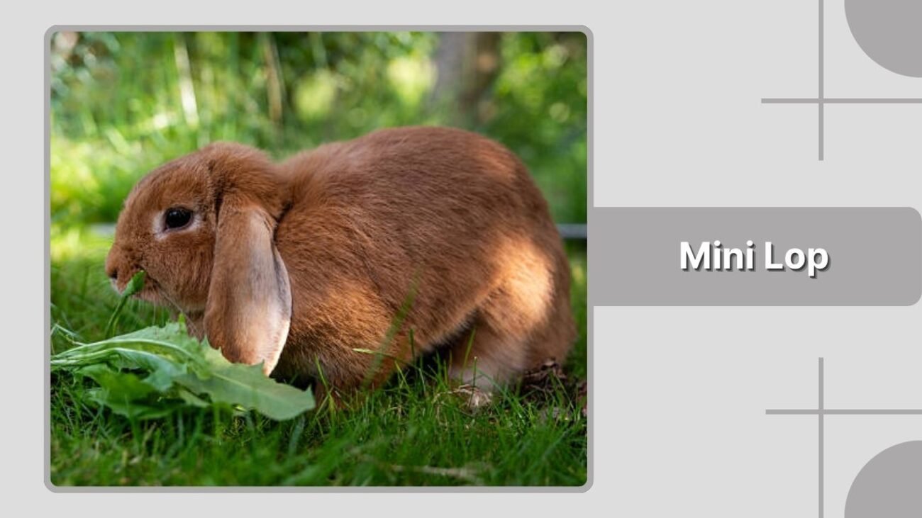 Mini Lop