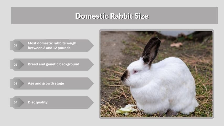 Domestic Rabbit Size