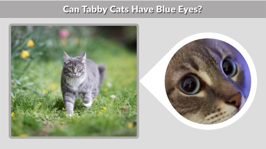Can Tabby Cats Have Blue Eyes?