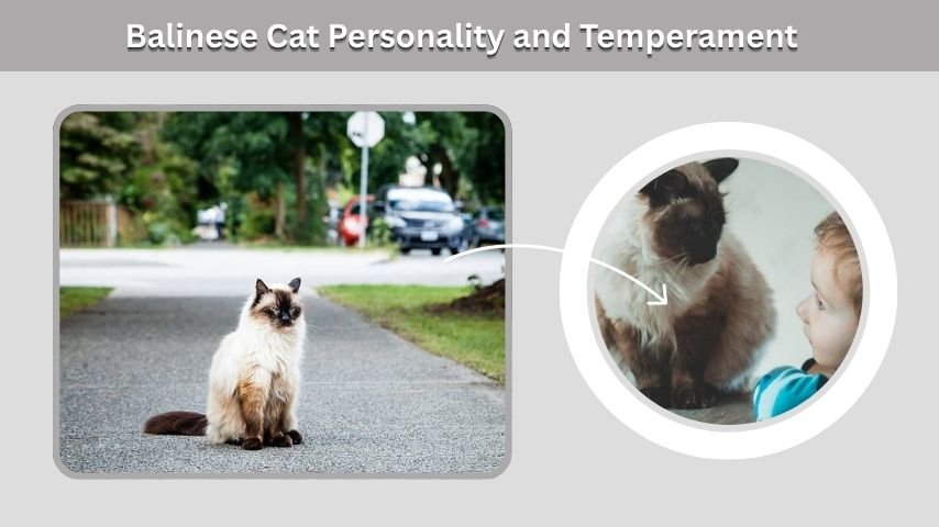 Balinese Cat Personality and Temperament