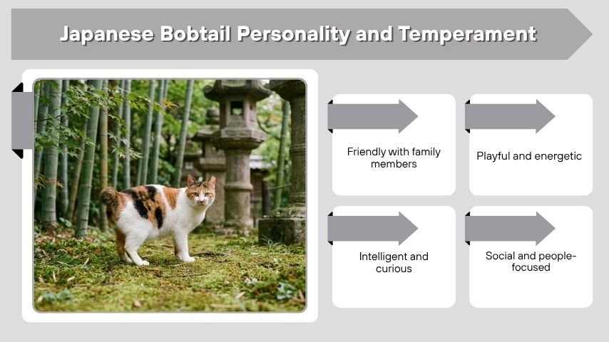 Japanese Bobtail Personality and Temperament