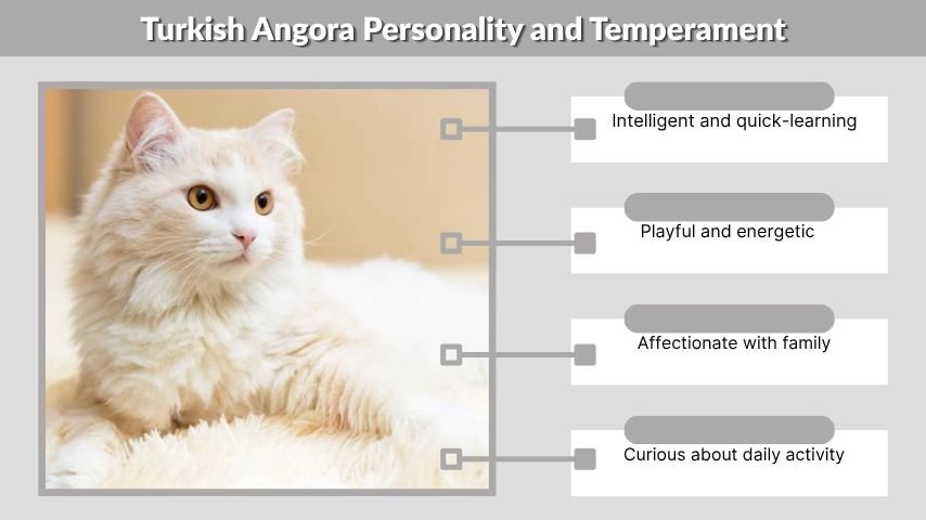 Turkish Angora Personality and Temperament