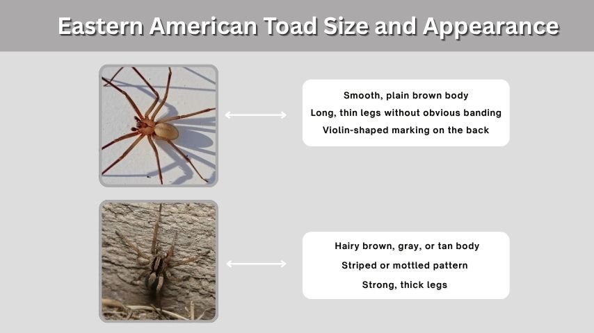 Brown Recluse vs Wolf Spider Identification