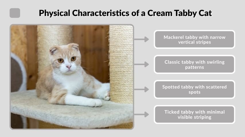 Physical Characteristics of a Cream Tabby Cat