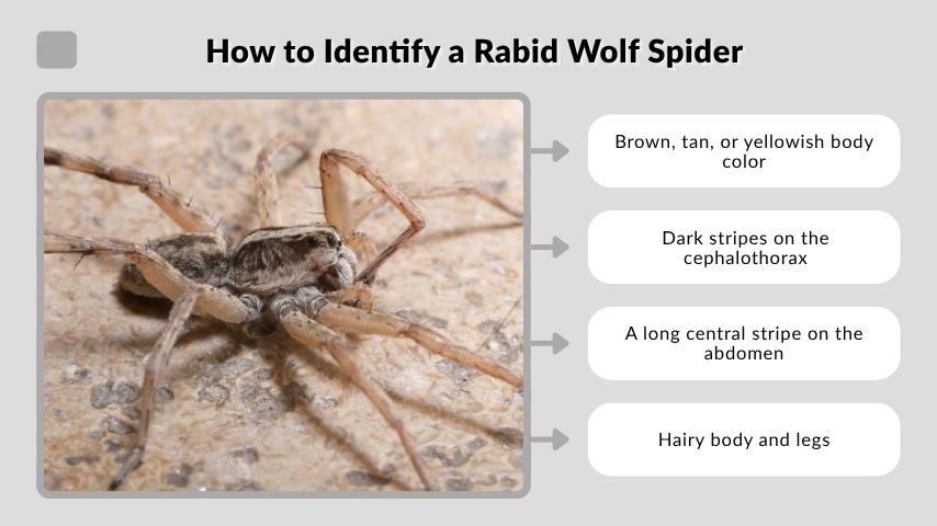 How to Identify a Rabid Wolf Spider