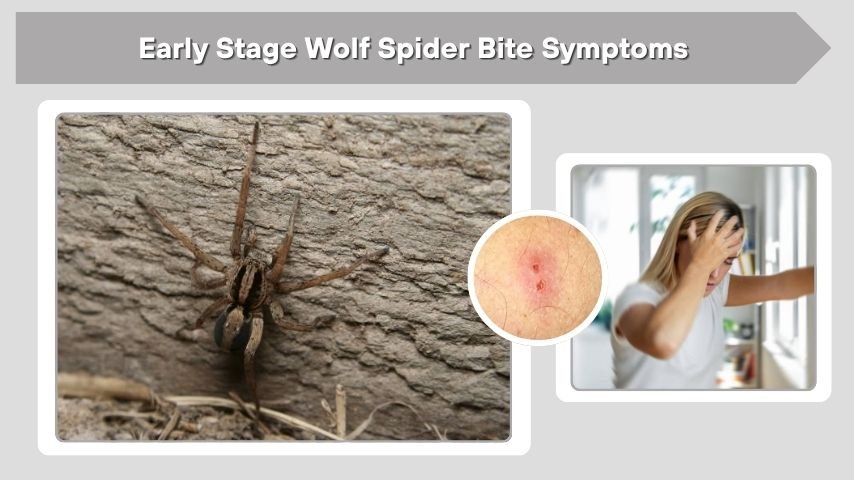 Early Stage Wolf Spider Bite Symptoms