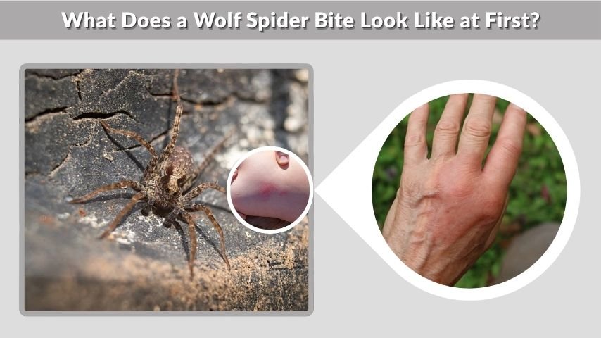 What Does a Wolf Spider Bite Look Like at First?