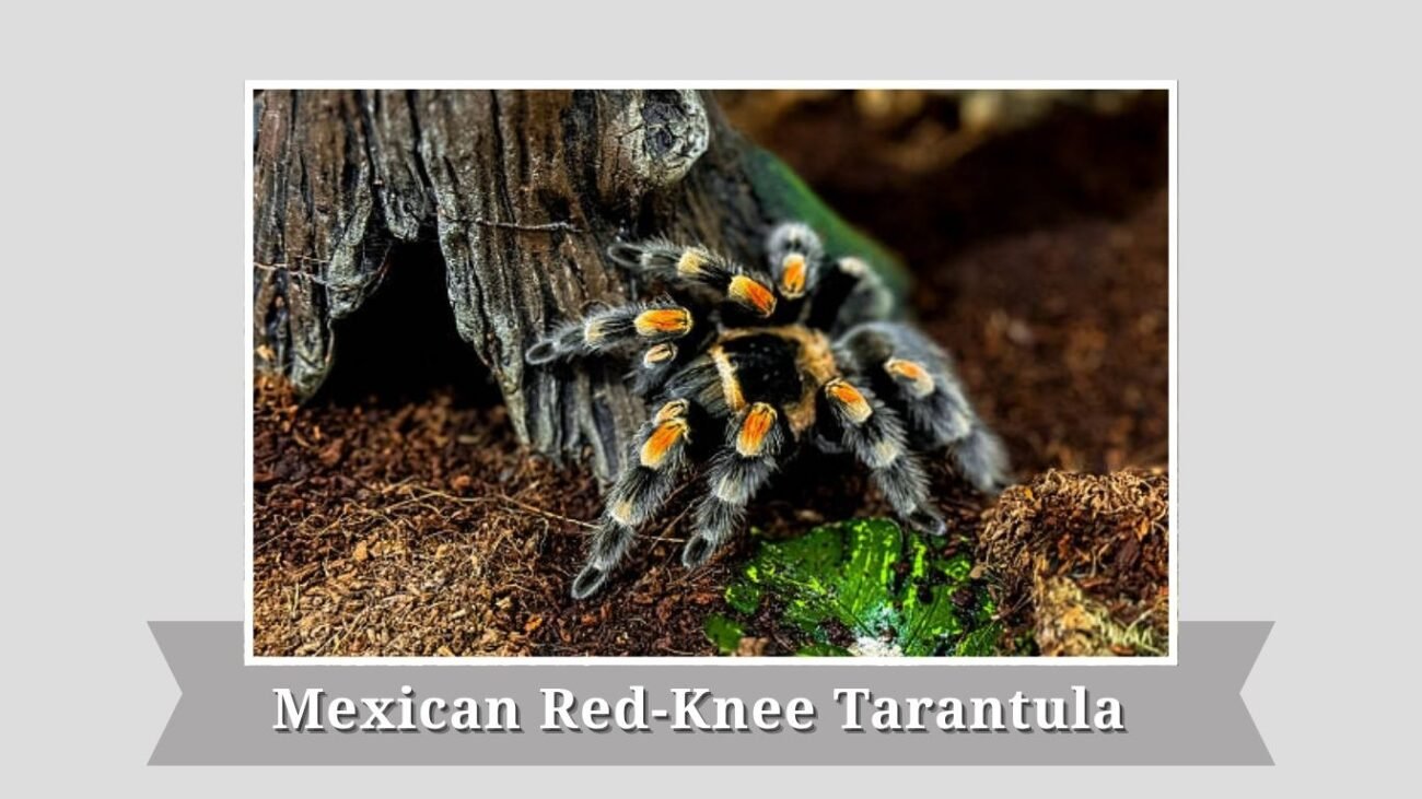Mexican Red-Knee Tarantula