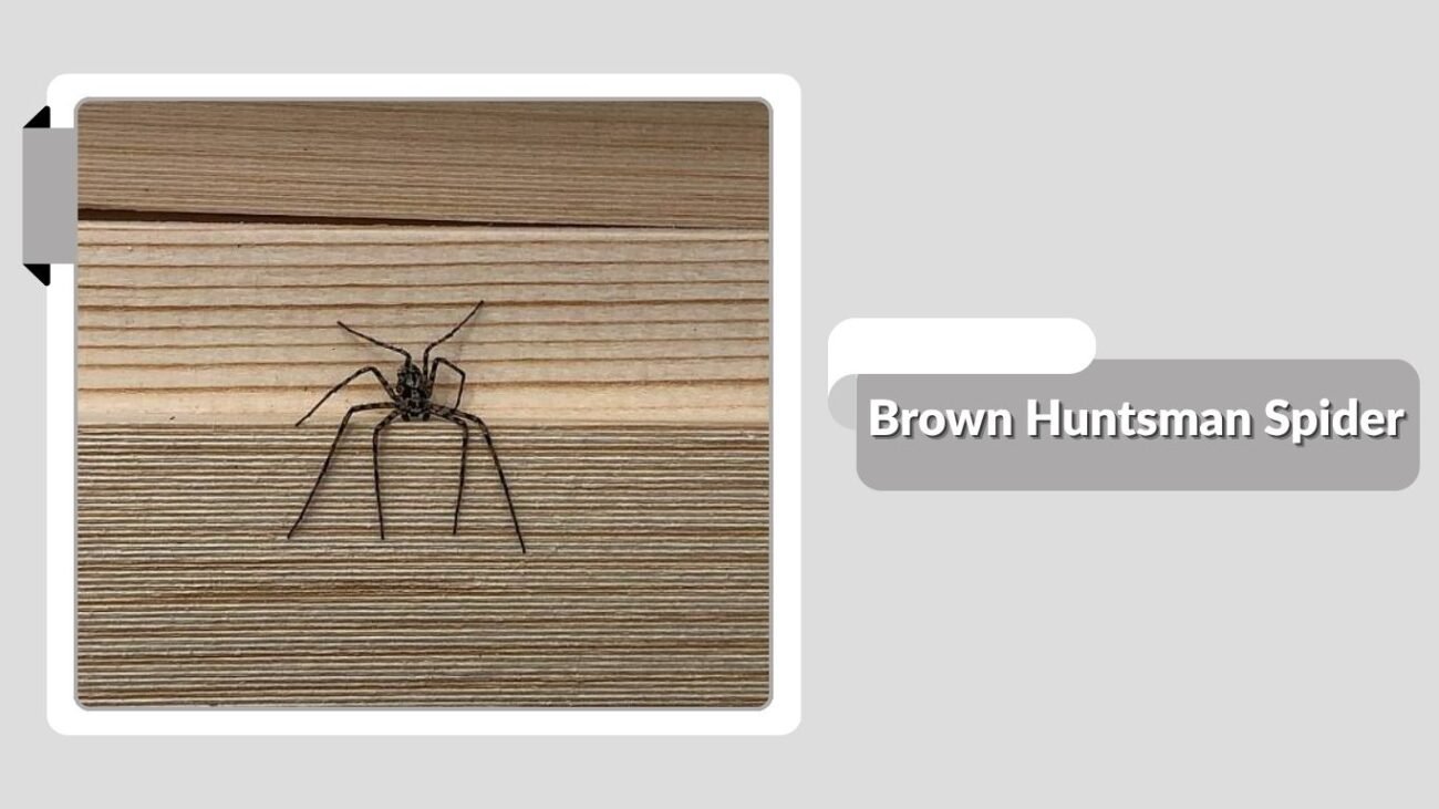 Brown Huntsman Spider