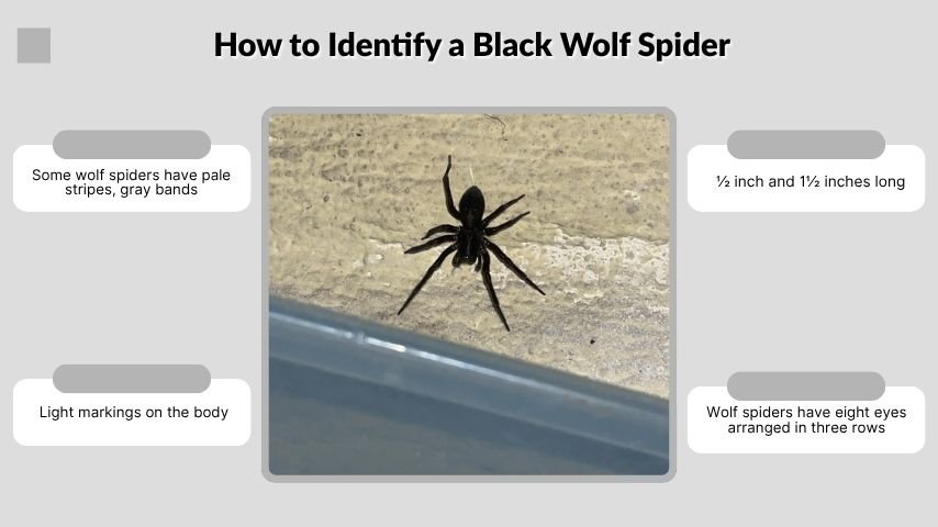 How to Identify a Black Wolf Spider