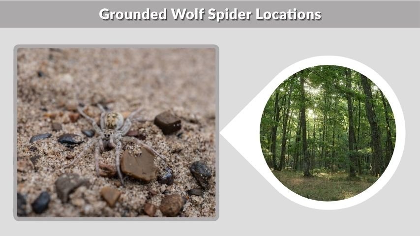Grounded Wolf Spider Locations