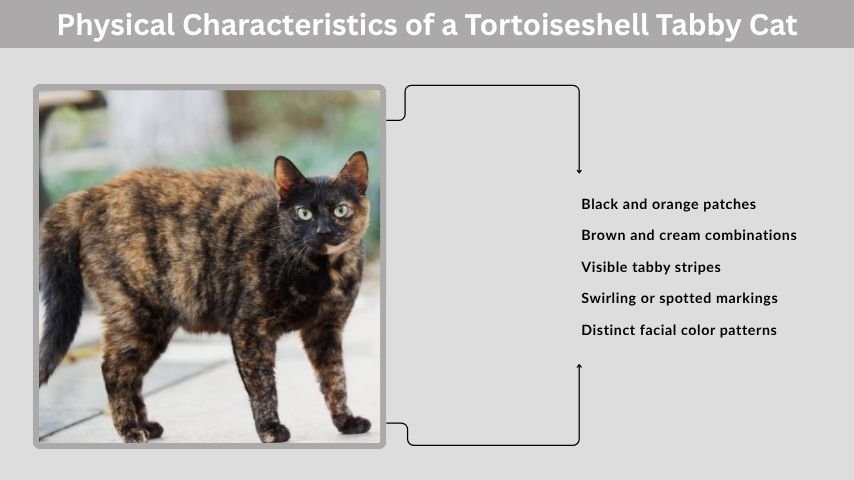 Physical Characteristics of a Tortoiseshell Tabby Cat