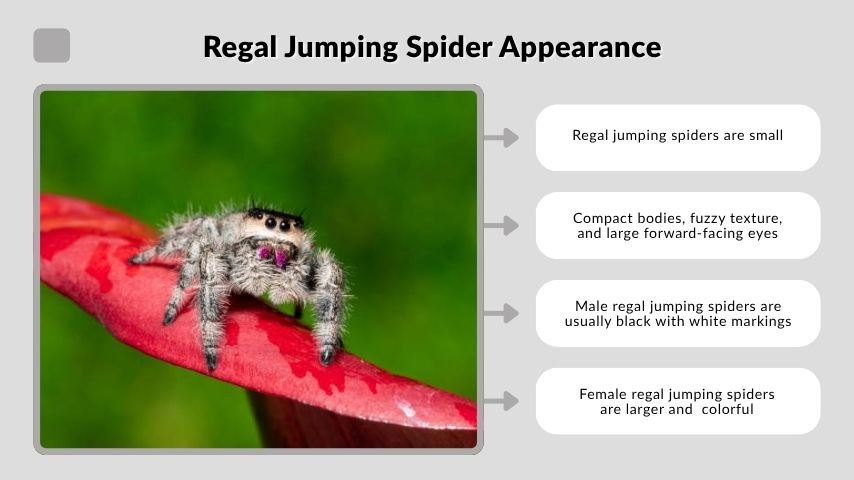 Regal Jumping Spider Appearance
