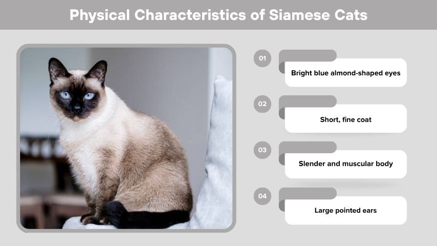 Physical Characteristics of Siamese Cats
