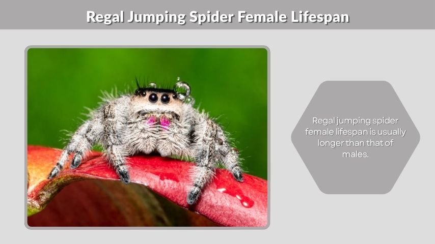 Regal Jumping Spider Female Lifespan