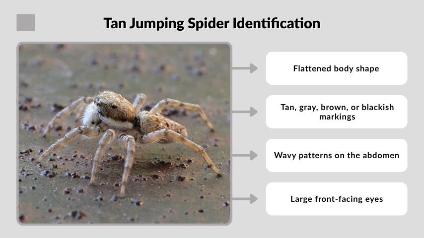 Tan Jumping Spider Identification