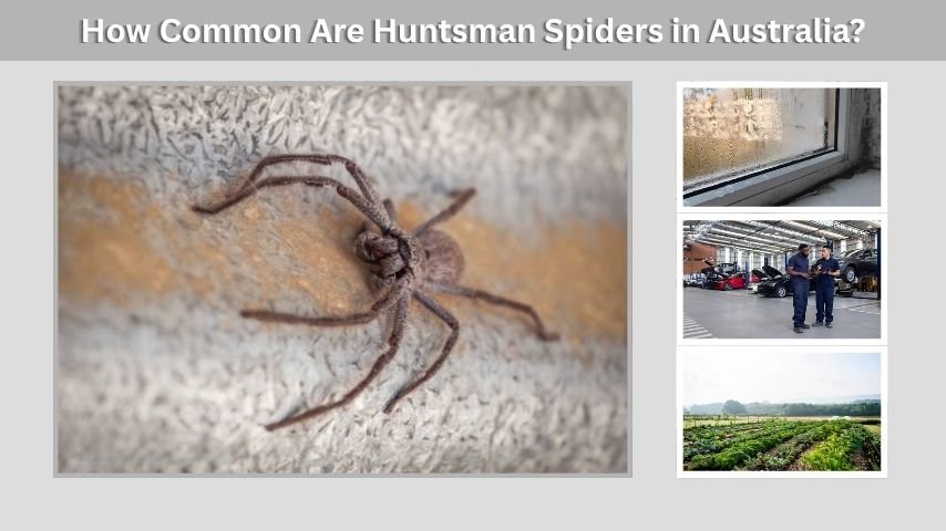 How Common Are Huntsman Spiders in Australia?