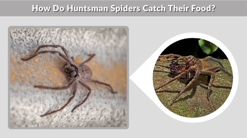 How Do Huntsman Spiders Catch Their Food?