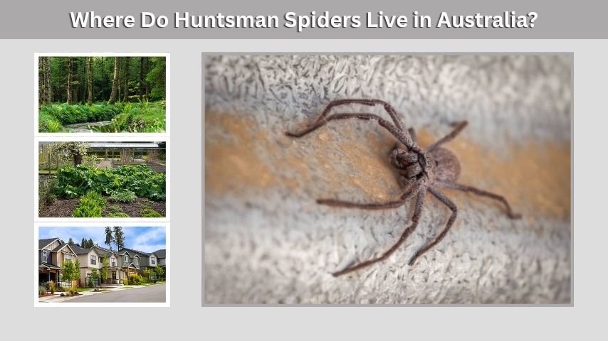 Where Do Huntsman Spiders Live in Australia?
