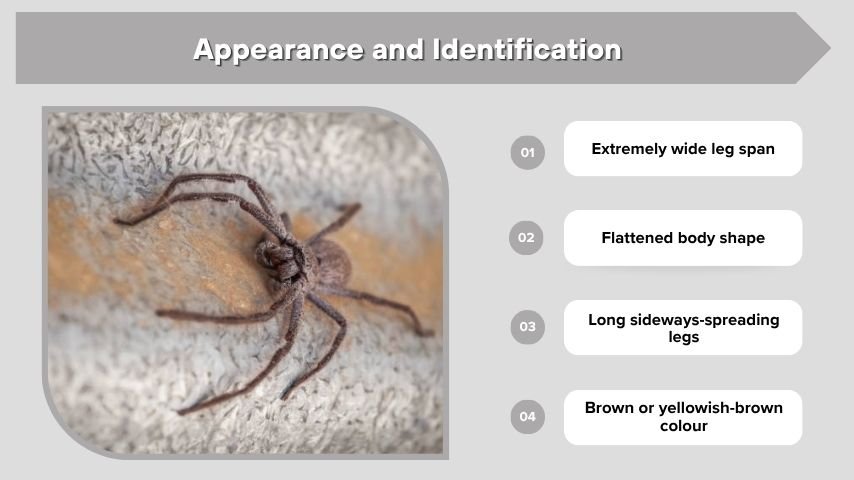 Appearance and Identification