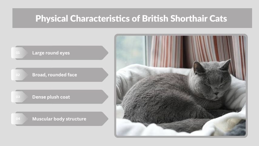 Physical Characteristics of British Shorthair Cats