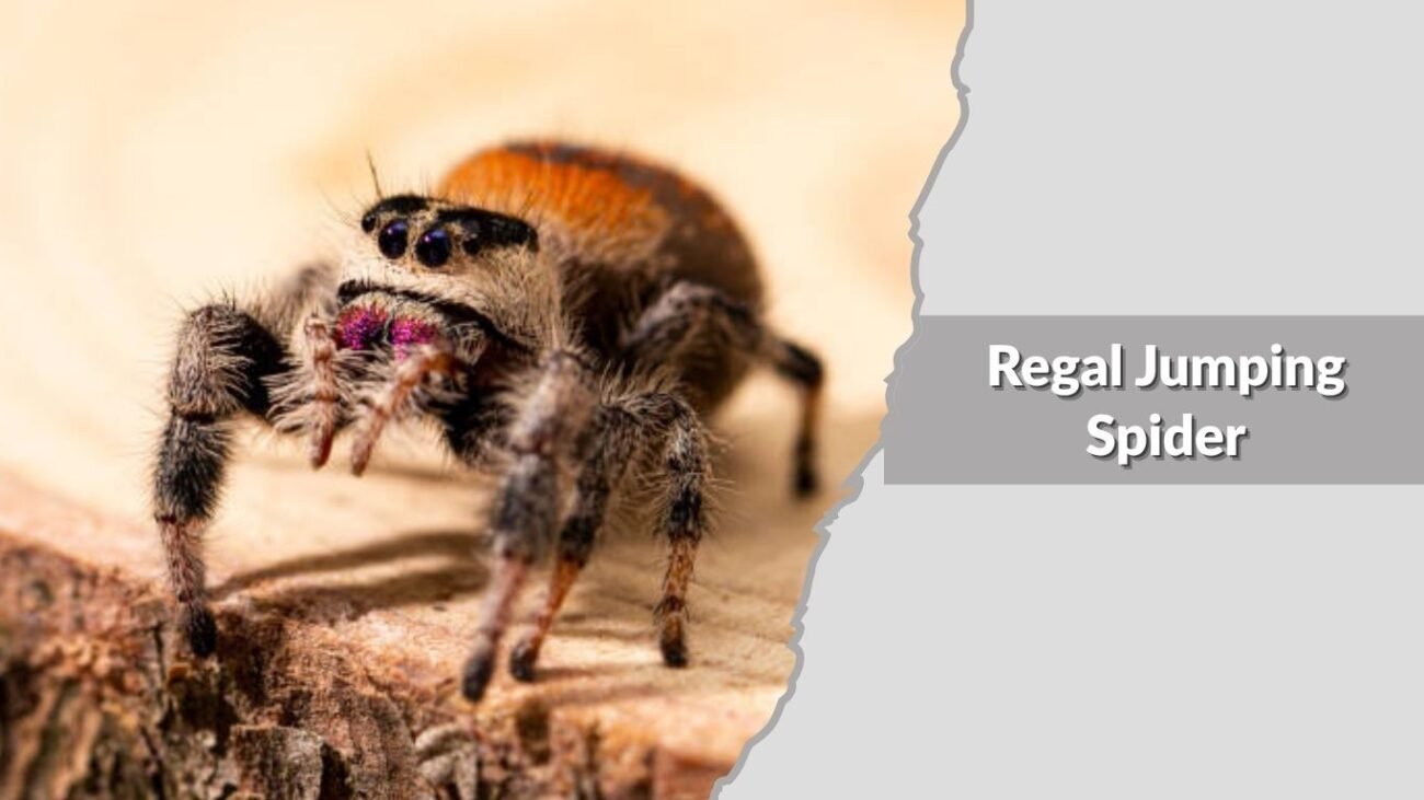 Regal Jumping Spider